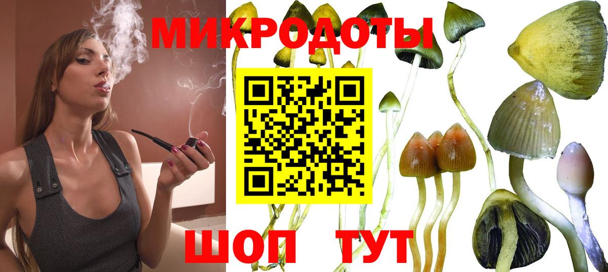 Псилоцибиновые грибы Cubensis Муравленко